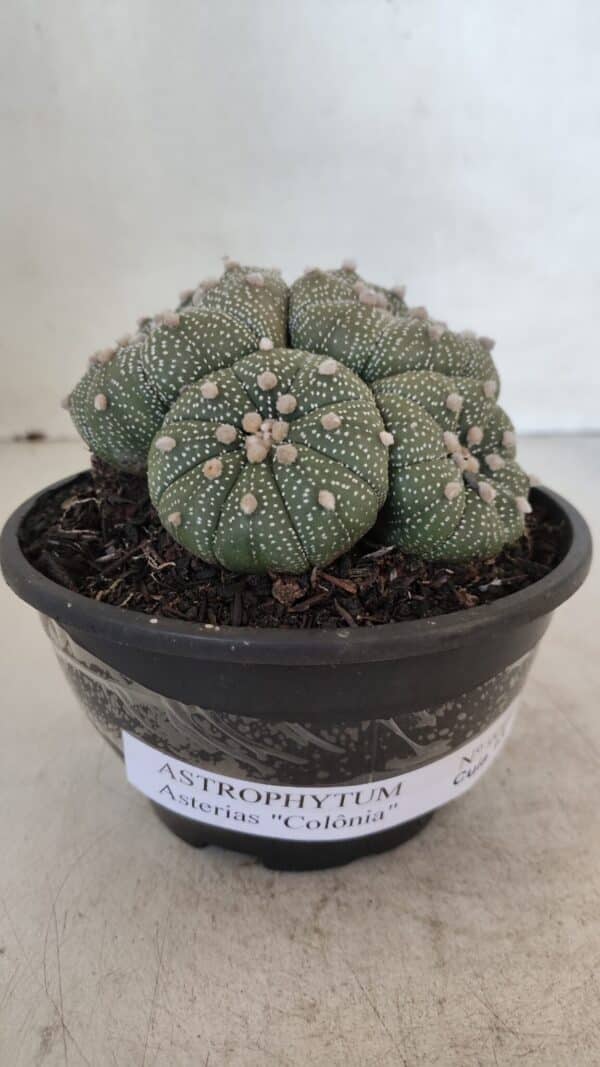 ASTROPHYTUM ASTERIAS "Colônia”  Nº 900 – Cuia 13 - Imagem 2