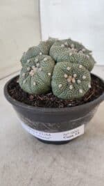 ASTROPHYTUM ASTERIAS "Colônia” Nº 900 – Cuia 13 - Imagem 6