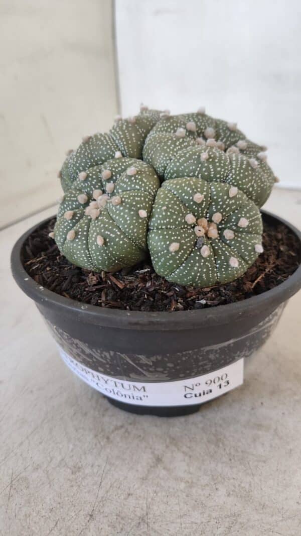 ASTROPHYTUM ASTERIAS "Colônia”  Nº 900 – Cuia 13 - Imagem 6