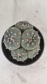 ASTROPHYTUM ASTERIAS "Colônia” Nº 900 – Cuia 13 - Imagem 3