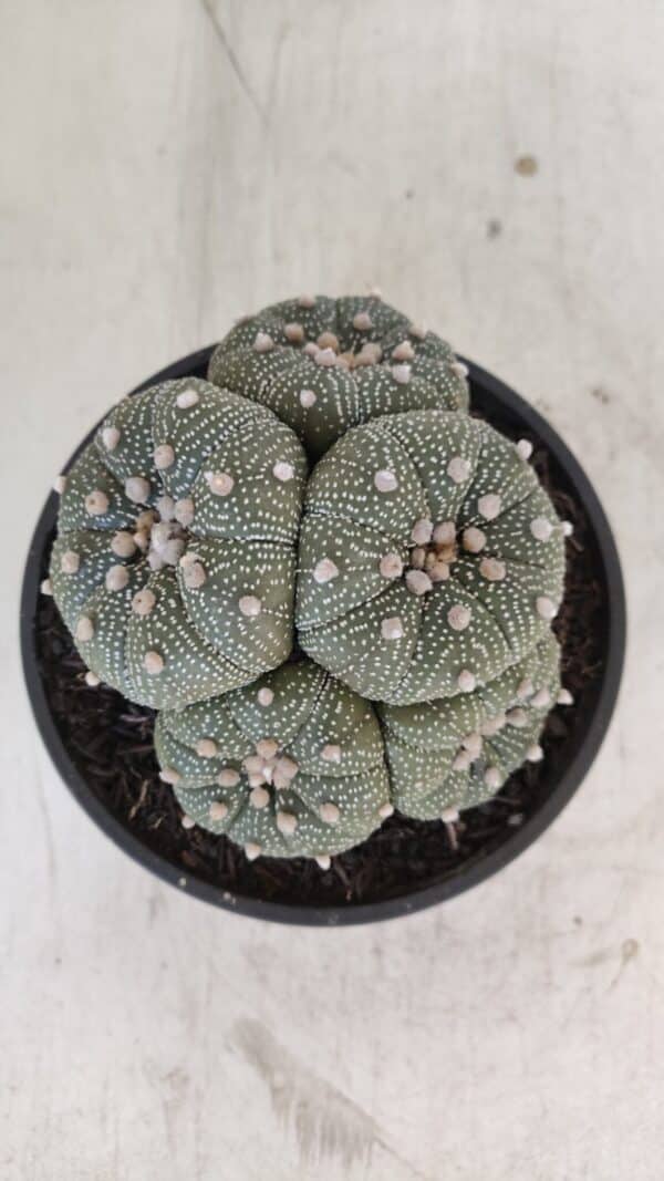 ASTROPHYTUM ASTERIAS "Colônia”  Nº 900 – Cuia 13 - Imagem 3