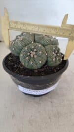 ASTROPHYTUM ASTERIAS "Colônia” Nº 900 – Cuia 13 - Imagem 4