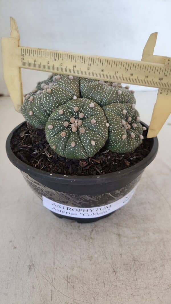 ASTROPHYTUM ASTERIAS "Colônia”  Nº 900 – Cuia 13 - Imagem 4