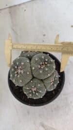 ASTROPHYTUM ASTERIAS "Colônia” Nº 900 – Cuia 13