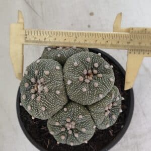 ASTROPHYTUM ASTERIAS "Colônia” Nº 900 – Cuia 13