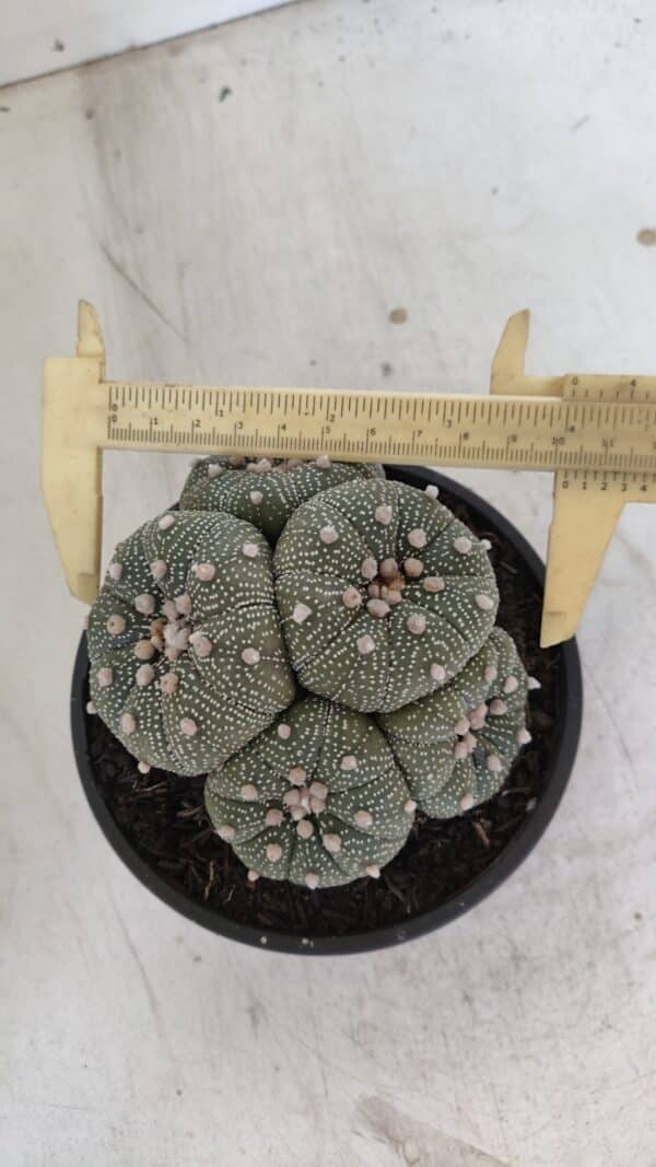 ASTROPHYTUM ASTERIAS "Colônia”  Nº 900 – Cuia 13 - Imagem 1