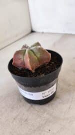 ASTROPHYTUM MYRIOSTIGMA Nº 1050 – vaso 09 - Imagem 8