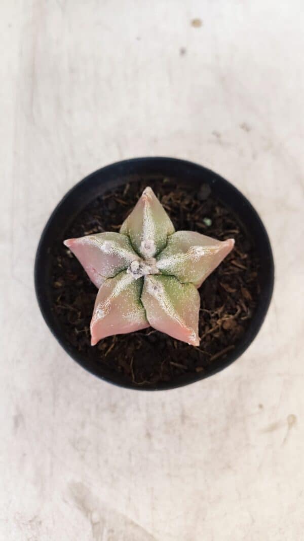 ASTROPHYTUM MYRIOSTIGMA Nº 1050 – vaso 09 - Imagem 3