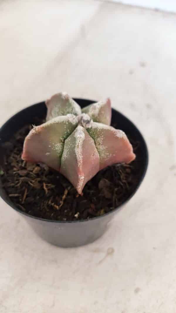 ASTROPHYTUM MYRIOSTIGMA Nº 1050 – vaso 09 - Imagem 6