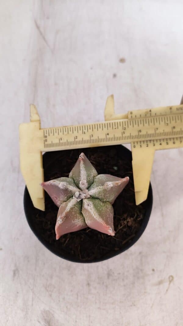 ASTROPHYTUM MYRIOSTIGMA Nº 1050 – vaso 09 - Imagem 5