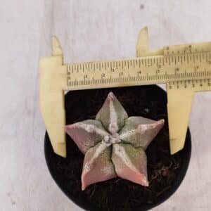 ASTROPHYTUM MYRIOSTIGMA Nº 1050 – vaso 09