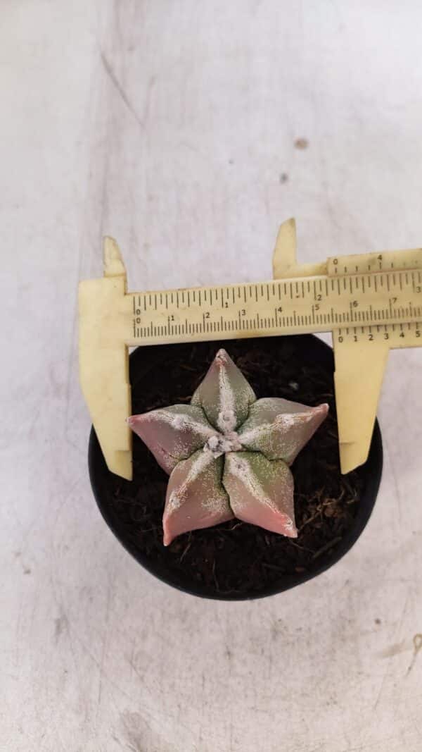 ASTROPHYTUM MYRIOSTIGMA Nº 1050 – vaso 09 - Imagem 1