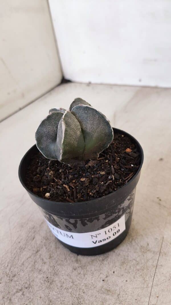 ASTROPHYTUM MYRIOSTIGMA Nº 1051 – vaso 09 - Imagem 10