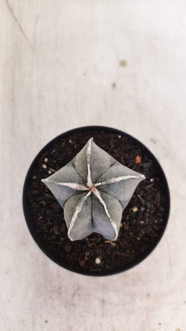 ASTROPHYTUM MYRIOSTIGMA Nº 1051 – vaso 09 - Imagem 9