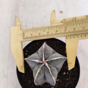 ASTROPHYTUM MYRIOSTIGMA Nº 1051 – vaso 09