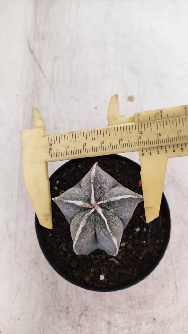ASTROPHYTUM MYRIOSTIGMA Nº 1051 – vaso 09 - Imagem 1
