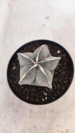 ASTROPHYTUM MYRIOSTIGMA Nº 1051 – vaso 09 - Imagem 3