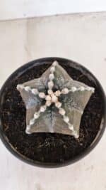 ASTROPHYTUM MYRIOSTIGMA Nº 1052 – vaso 15 - Imagem 3