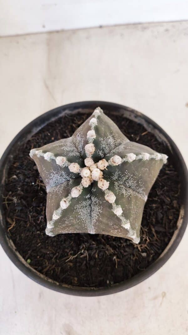 ASTROPHYTUM MYRIOSTIGMA Nº 1052 – vaso 15 - Imagem 3