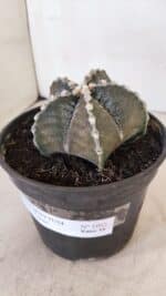 ASTROPHYTUM MYRIOSTIGMA Nº 1052 – vaso 15 - Imagem 9
