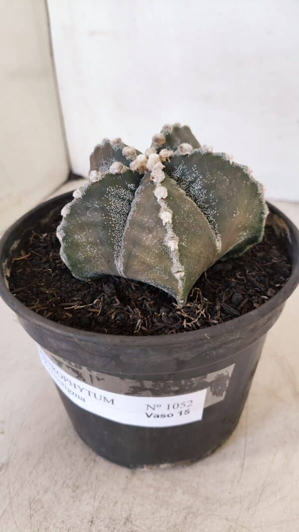 ASTROPHYTUM MYRIOSTIGMA Nº 1052 – vaso 15 - Imagem 9