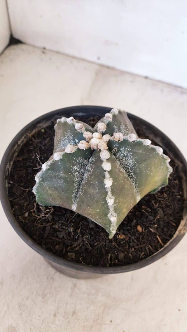 ASTROPHYTUM MYRIOSTIGMA Nº 1052 – vaso 15 - Imagem 8