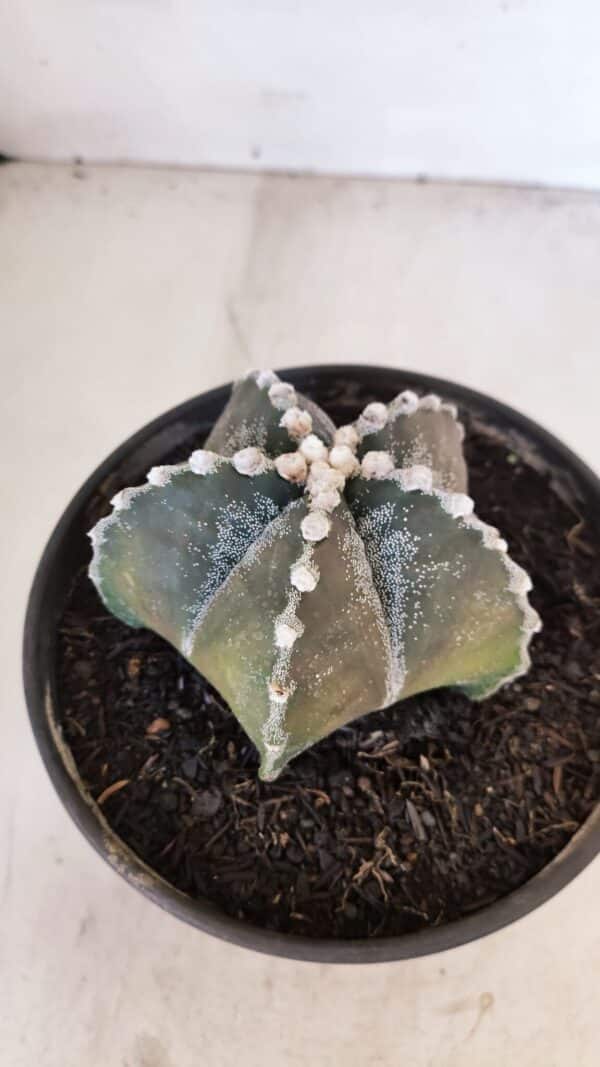ASTROPHYTUM MYRIOSTIGMA Nº 1052 – vaso 15 - Imagem 6