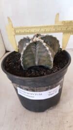 ASTROPHYTUM MYRIOSTIGMA Nº 1052 – vaso 15