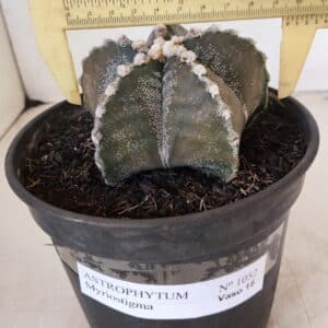 ASTROPHYTUM MYRIOSTIGMA Nº 1052 – vaso 15