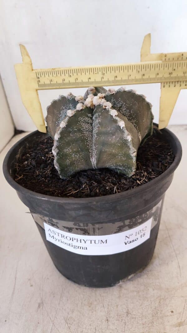 ASTROPHYTUM MYRIOSTIGMA Nº 1052 – vaso 15 - Imagem 1