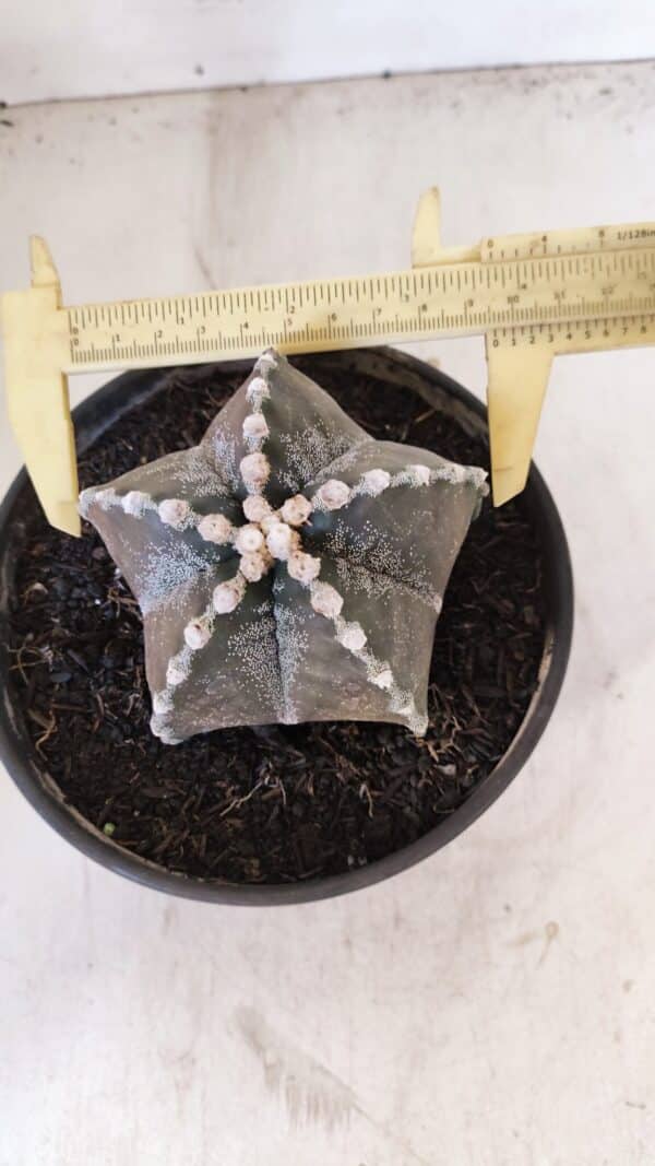 ASTROPHYTUM MYRIOSTIGMA Nº 1052 – vaso 15 - Imagem 5