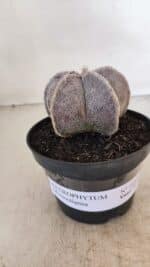 ASTROPHYTUM MYRIOSTIGMA Nº 1053 – vaso 11 - Imagem 2