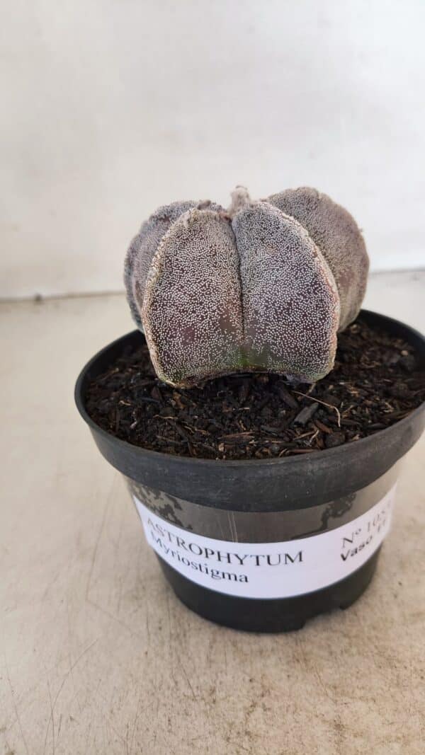 ASTROPHYTUM MYRIOSTIGMA Nº 1053 – vaso 11 - Imagem 2