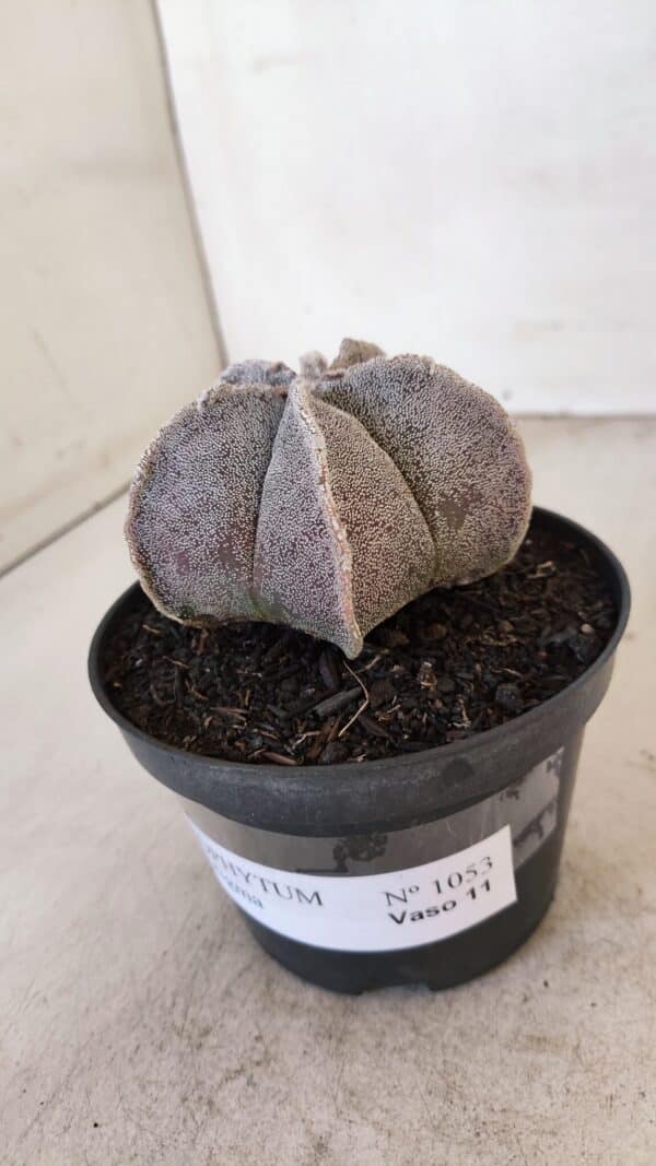 ASTROPHYTUM MYRIOSTIGMA Nº 1053 – vaso 11 - Imagem 9