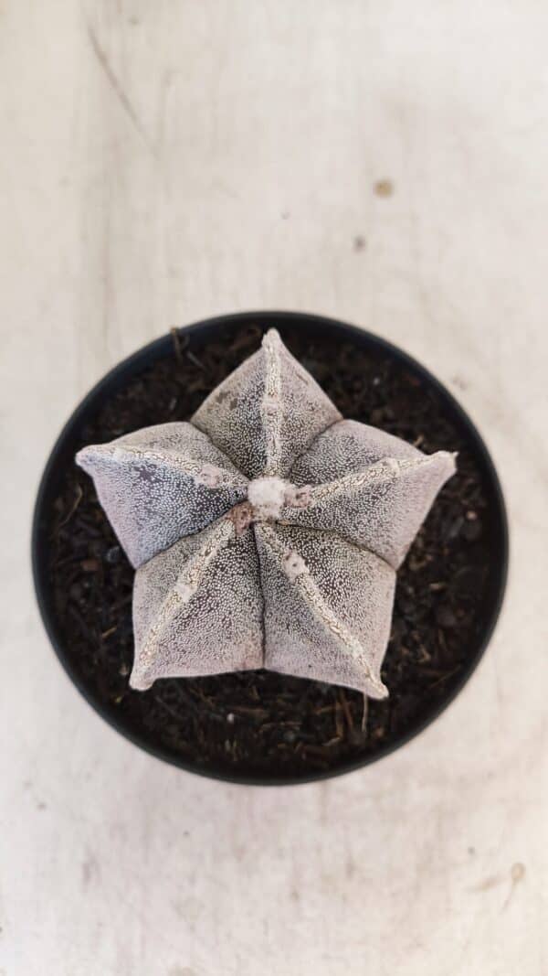 ASTROPHYTUM MYRIOSTIGMA Nº 1053 – vaso 11 - Imagem 3