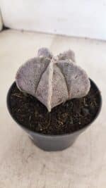 ASTROPHYTUM MYRIOSTIGMA Nº 1053 – vaso 11 - Imagem 8