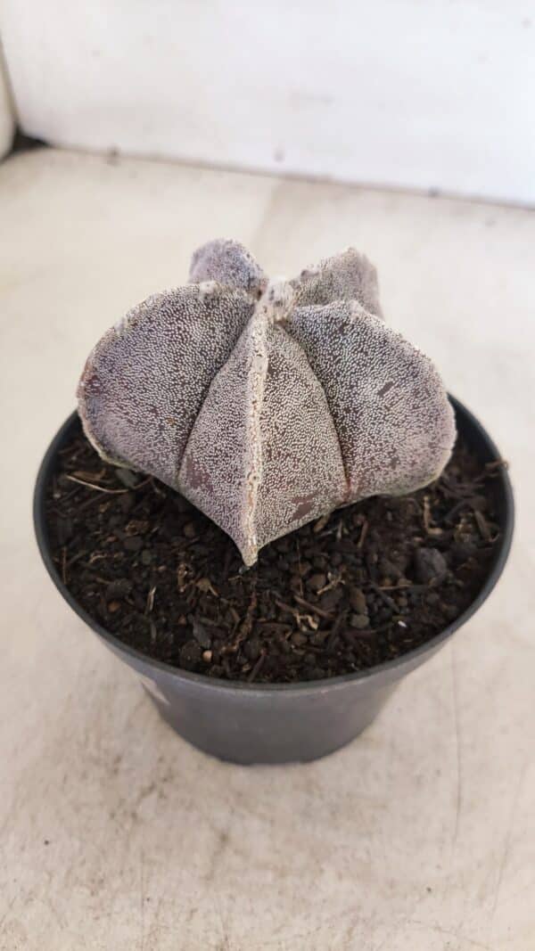 ASTROPHYTUM MYRIOSTIGMA Nº 1053 – vaso 11 - Imagem 8