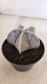 ASTROPHYTUM MYRIOSTIGMA Nº 1053 – vaso 11 - Imagem 7