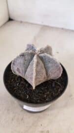 ASTROPHYTUM MYRIOSTIGMA Nº 1053 – vaso 11 - Imagem 6