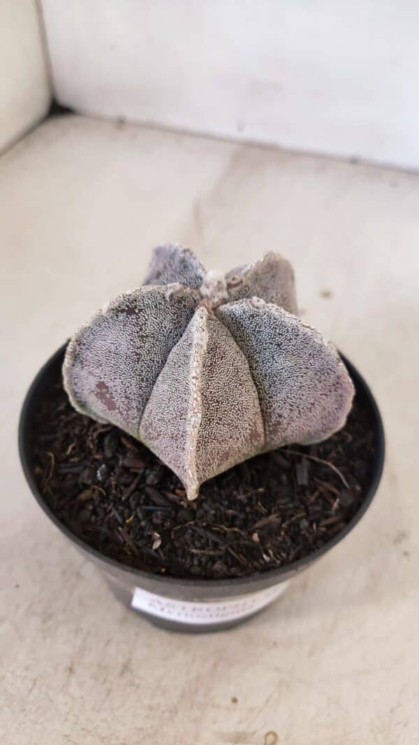 ASTROPHYTUM MYRIOSTIGMA Nº 1053 – vaso 11 - Imagem 6