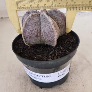 ASTROPHYTUM MYRIOSTIGMA Nº 1053 – vaso 11