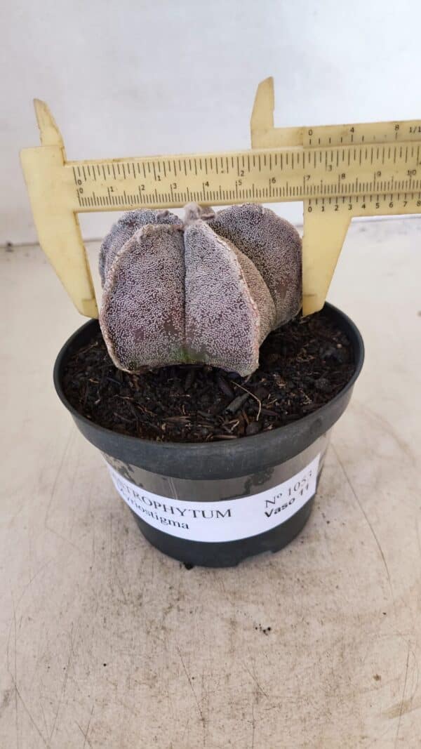 ASTROPHYTUM MYRIOSTIGMA Nº 1053 – vaso 11 - Imagem 1