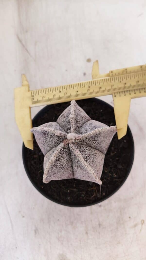ASTROPHYTUM MYRIOSTIGMA Nº 1053 – vaso 11 - Imagem 5