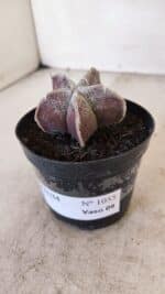 ASTROPHYTUM MYRIOSTIGMA Nº 1055 – vaso 09 - Imagem 8