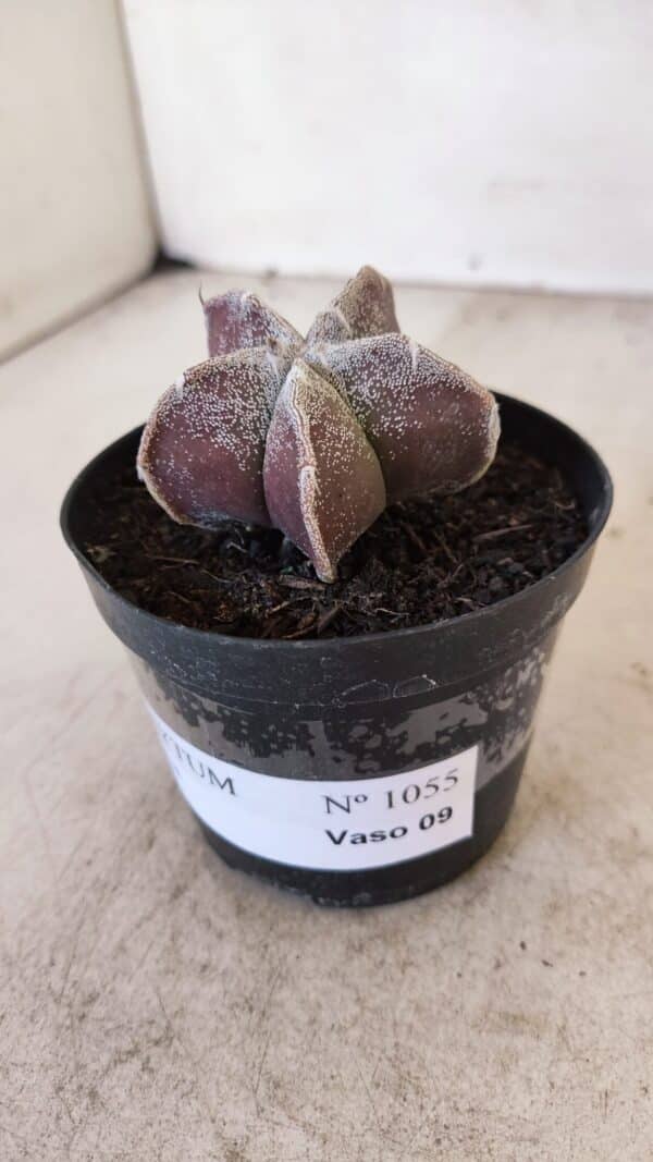 ASTROPHYTUM MYRIOSTIGMA Nº 1055 – vaso 09 - Imagem 8