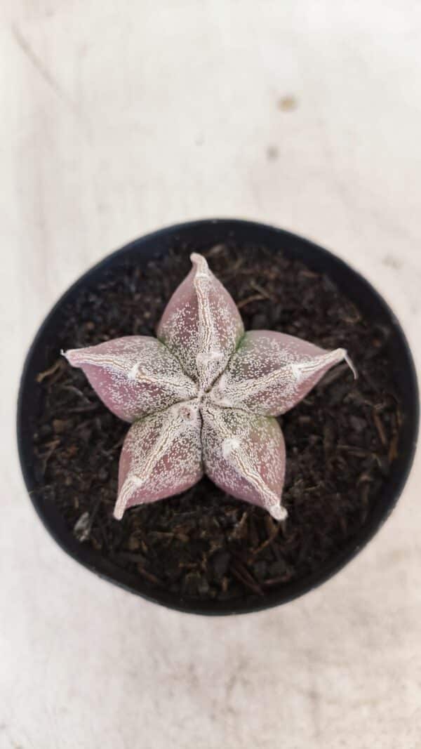 ASTROPHYTUM MYRIOSTIGMA Nº 1055 – vaso 09 - Imagem 1