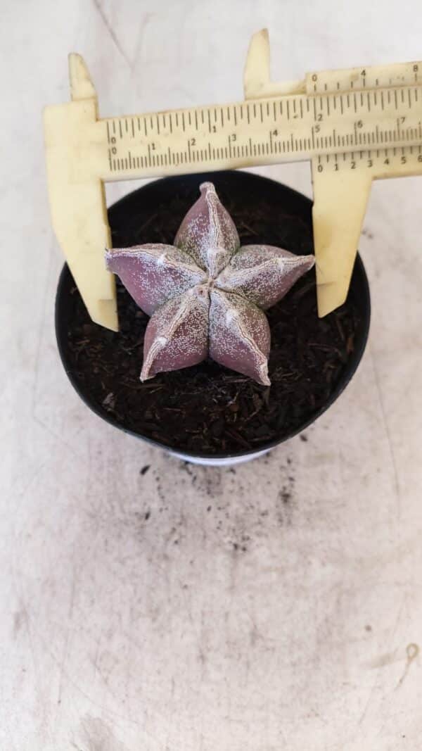 ASTROPHYTUM MYRIOSTIGMA Nº 1055 – vaso 09 - Imagem 5