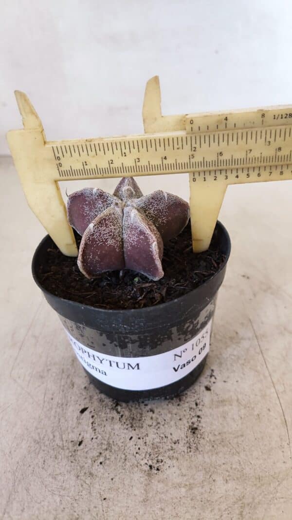 ASTROPHYTUM MYRIOSTIGMA Nº 1055 – vaso 09 - Imagem 4