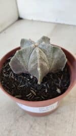 ASTROPHYTUM MYRIOSTIGMA Nº 876 – vaso 11 - Imagem 9