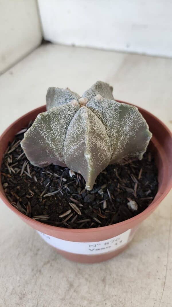 ASTROPHYTUM MYRIOSTIGMA Nº 876 – vaso 11 - Imagem 9